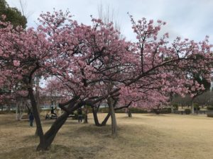 守山市民公園早咲き桜