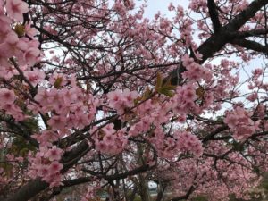 守山市民公園早咲きの桜