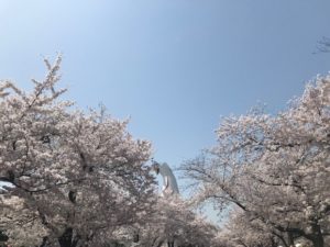 万博記念公園の桜