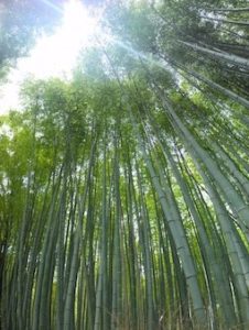 京都　嵐山　竹林