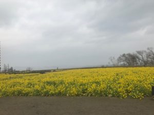 琵琶湖　守山　早咲きの菜の花