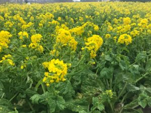 守山ピエリの近く早咲きの菜の花