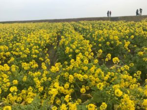 琵琶湖湖岸の早咲菜花　